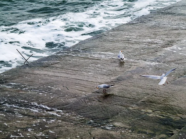 Martılar bir dalgakıran veya taş deniz iskele tarafta dinleniyor. Kış günü, deniz manzarası.