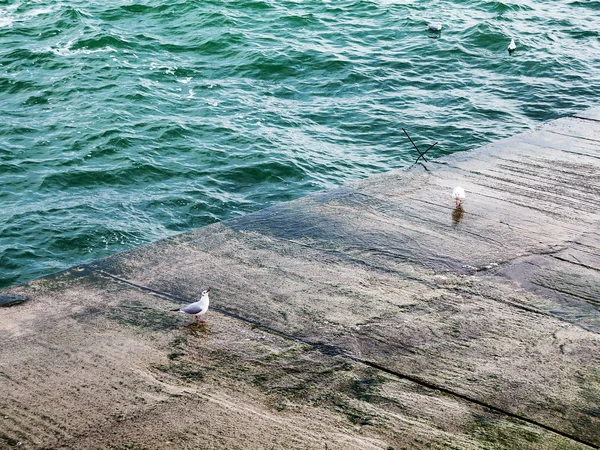 Martılar bir dalgakıran veya taş deniz iskele tarafta dinleniyor. Kış günü, deniz manzarası.
