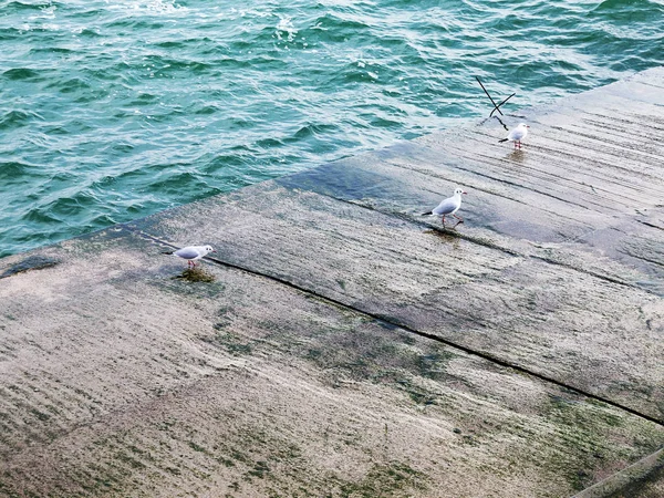 Martılar bir dalgakıran veya taş deniz iskele tarafta dinleniyor. Kış günü, deniz manzarası.