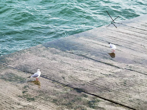 Martılar bir dalgakıran veya taş deniz iskele tarafta dinleniyor. Kış günü, deniz manzarası.