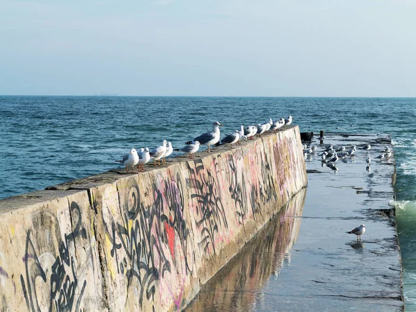 Gaviotas Descansando Extremo Rompeolas Muelle Piedra Paisaje Marino Día Invierno — Foto de Stock