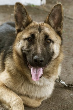 Çimenlerin üzerinde Alman çoban, Genç Doğu Avrupa çoban, Alman çoban, parkta bir köpek dikkatle kameraya benziyor. Kamera izlerken bir özenli bakışları ile genç köpek portresi
