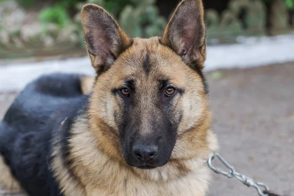 German Shepherd Young East European Shepherd German Shepherd Grass Dog — Stock Photo, Image