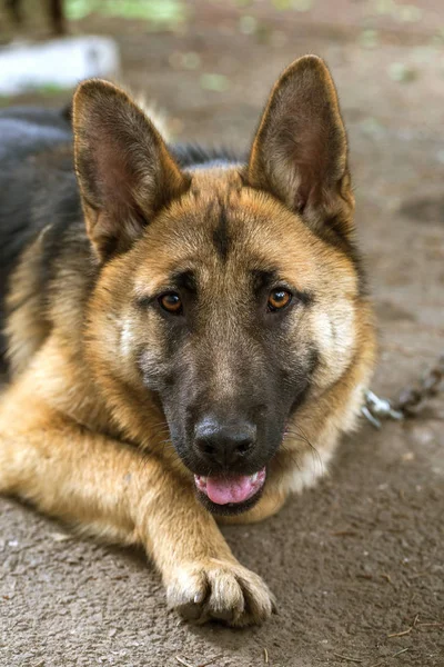 German Shepherd Young East European Shepherd German Shepherd Grass Dog — Stock Photo, Image