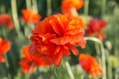 Baharda tarlada güzel kırmızı gelincikler