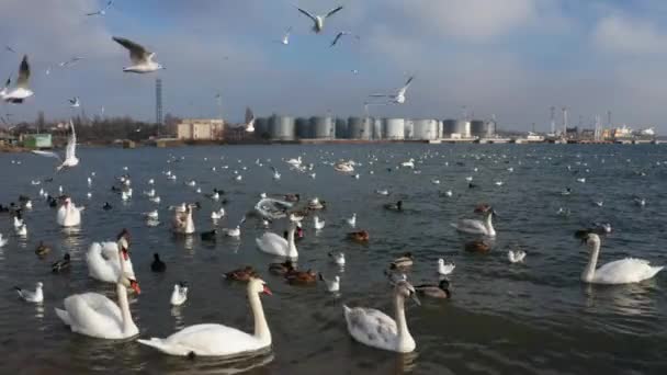 冬には白白鳥やカモメが海で泳いでいます 沿岸海域での冬の海の白鳥 カモメやアヒル 冬には空腹の海鳥に餌をやる — ストック動画