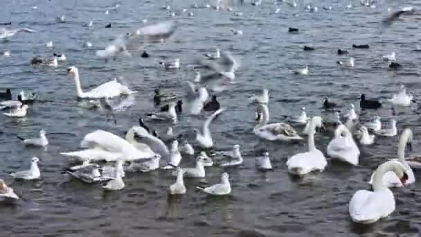 Winter Zwemmen Witte Zwanen Meeuwen Zee Zeezwanen Meeuwen Eenden Winter — Stockvideo