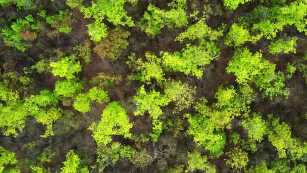 緑豊かな混合落葉樹と針葉樹林を周回する空中ドローン映像明るい晴れた日に — ストック動画