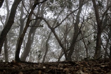 Ağaçlar ve yapraklarla kaplı sisli karanlık bir orman.
