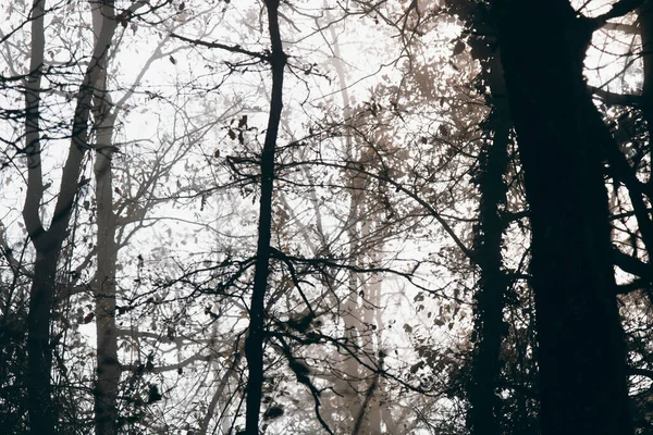 Algumas Árvores Uma Floresta Nebulosa Quadro Preto Branco — Fotografia de Stock