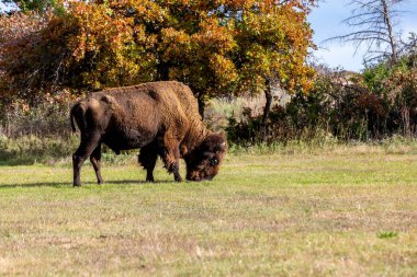 Bizon, Wichita Dağları Vahşi Yaşam Sığınağı 'nda, Oklahoma' nın güneybatısında yer alıyor..