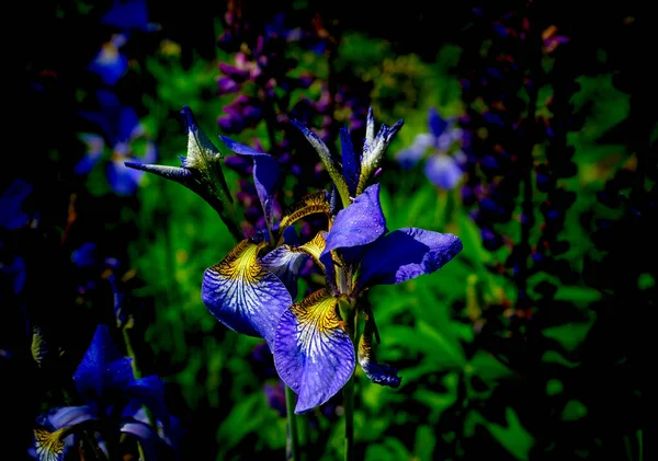 A beautiful dark blue iris flower with curved petals is illuminated by the bright sun against a blurred green background. Close-up, dark background.