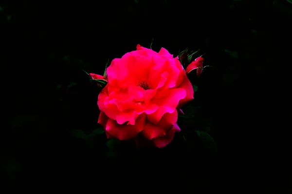 Flor Rosa Cor Rosa Macia Fundo Verde Escuro Folhagem Close — Fotografia de Stock