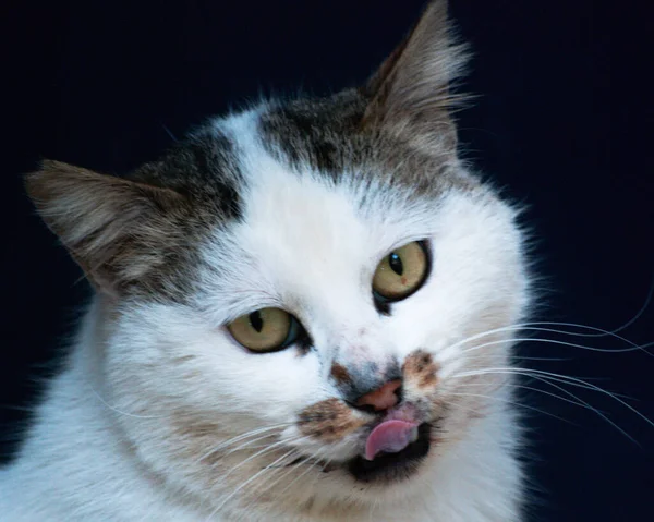 Lindo Gato Mascota Cerca —  Fotos de Stock