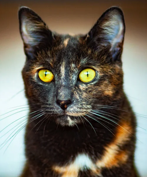 Lindo Gato Mascota Cerca —  Fotos de Stock