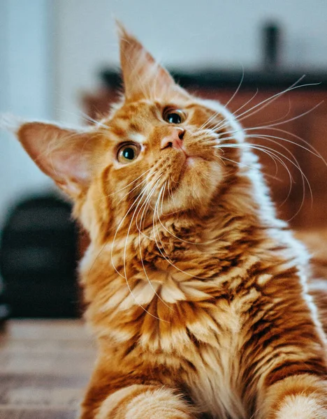 Słodkie Zwierzę Kot Zbliżenie — Zdjęcie stockowe