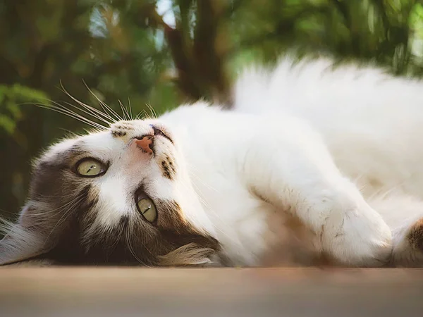 Niedliche Katze Aus Nächster Nähe — Stockfoto