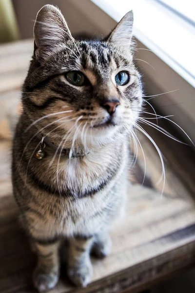 Lindo Gato Mascota Cerca —  Fotos de Stock