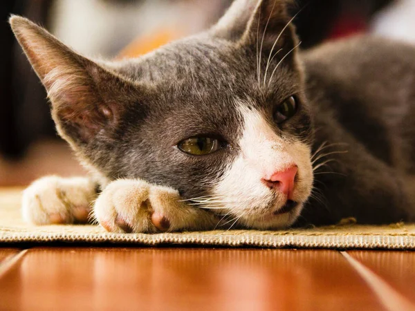 Niedliche Katze Aus Nächster Nähe — Stockfoto