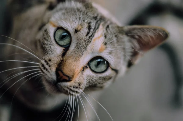 Lindo Gato Mascota Cerca —  Fotos de Stock