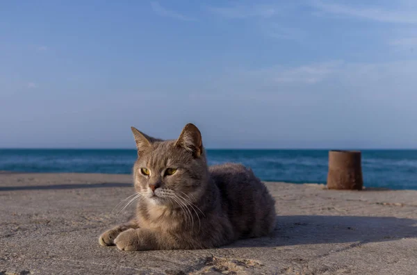 Дикая кошка лежит на пристани у берегов Каспийского моря. На фоне чистого голубого неба . Стоковое Изображение
