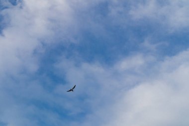Güneş parlıyor ve kuş gökyüzünde uçuyor..
