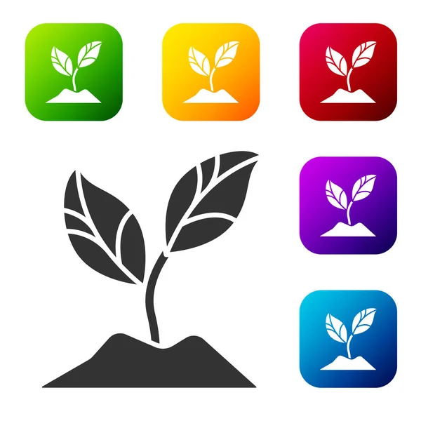 Black Plant Icon Isolated White Background Seed Seedling Leaves Sign — Stock Vector
