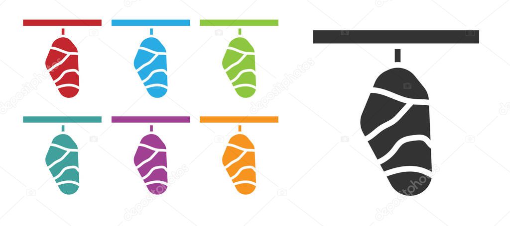 Black Butterfly cocoon icon isolated on white background. Pupa of the butterfly. Set icons colorful. Vector.