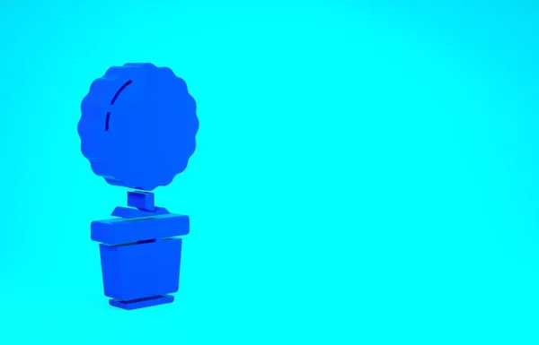 Блакитна квітка в горщику ізольована на синьому фоні. Рослина росте в горщику. Пофарбований рослинний знак. Концепція мінімалізму. 3D-рендеринг — стокове фото