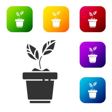 Esrar ikonundaki siyah bitki beyaz arkaplanda izole edilmiş. Tencerede yetişen bir bitki. Saksı bitkisi işareti. Renkli kare düğmelerle simgeleri ayarla. Vektör İllüstrasyonu.