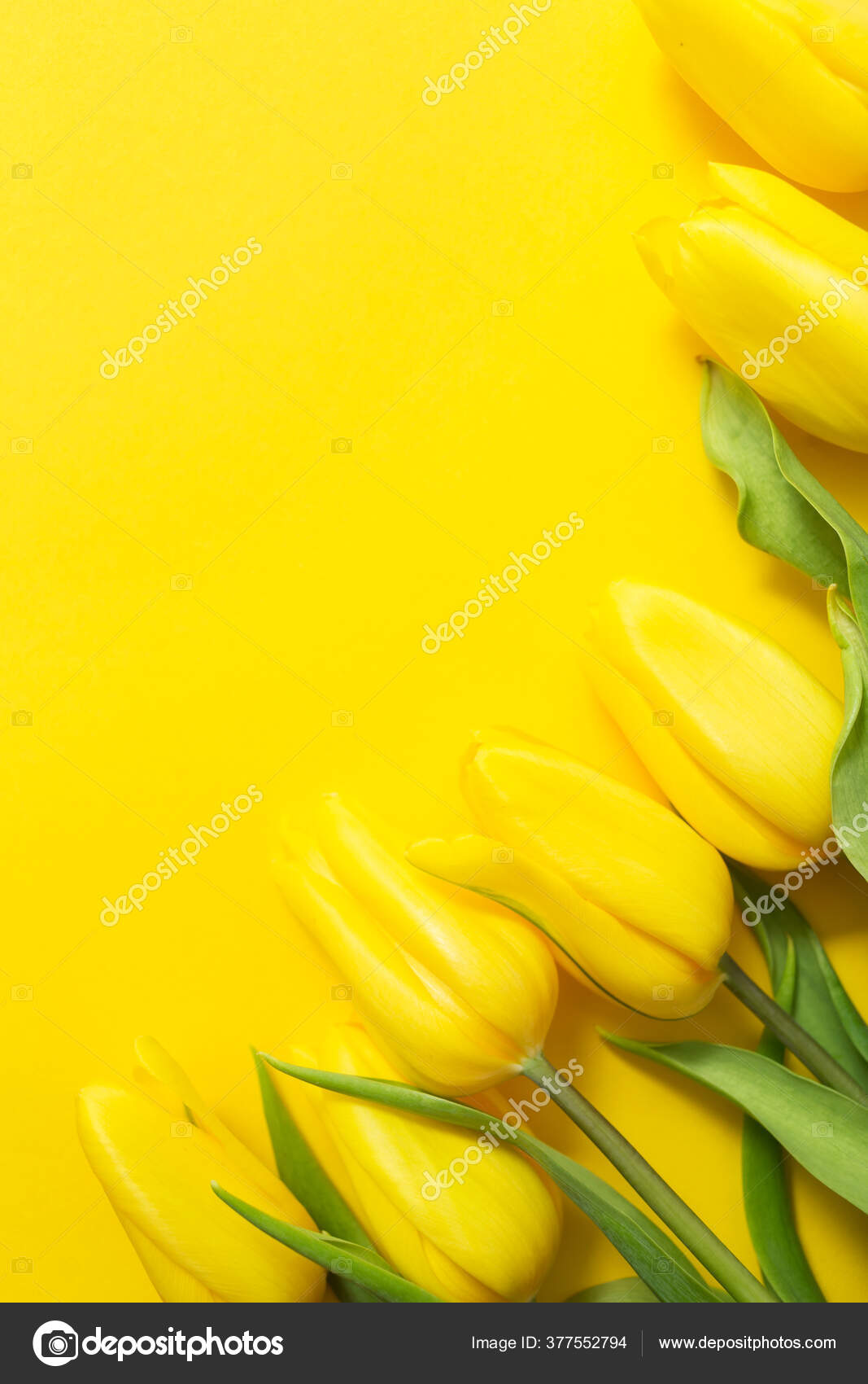 Download Yellow Tulips Paper Yellow Background Space Your Text Stock Photo Image By C Margarita Klimenko 377552794