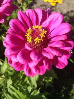 Bahçedeki bir çiçek tarhında çiçek açan pembe gerbera.