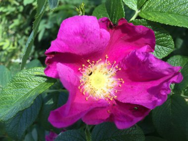 Kalın yeşil yapraklı arka planda yalnız pembe gül çiçeği..