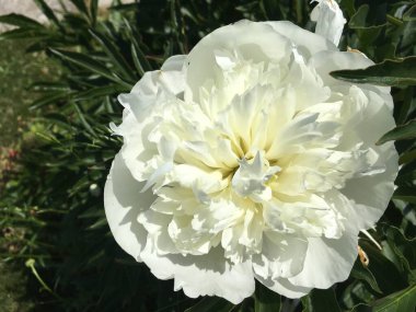 Bahçede açan büyük beyaz bir şakayık çiçeği..