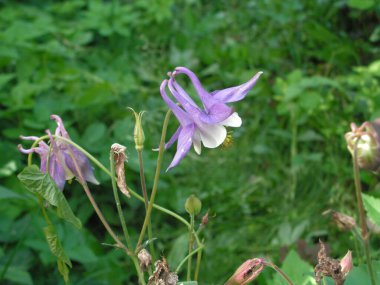 Bahçede yeşil arka planda yapayalnız mor bir çiçek var..