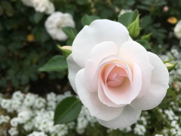 Blooming White Rose Bud Garden — Stock Photo, Image