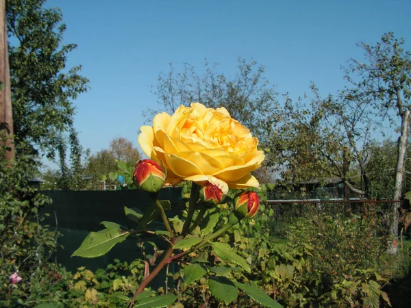 Blooming Yellow Rose Bud Garden — Stock Photo, Image