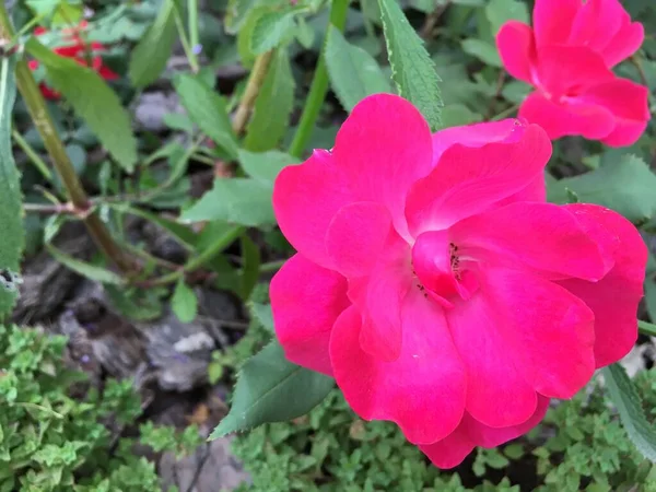 Falling Pink Rose Flower Garden — Stock Photo, Image