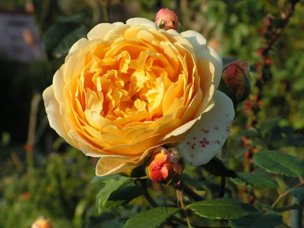 Charming Peach Rose Garden — Stock Photo, Image