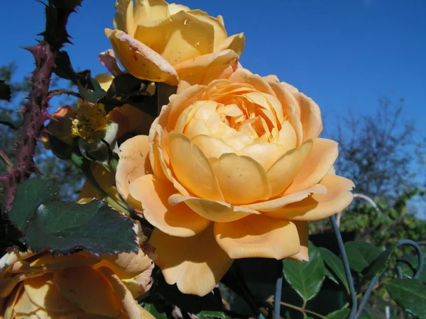 Blooming Beautiful Peach Roses Garden — Stock Photo, Image