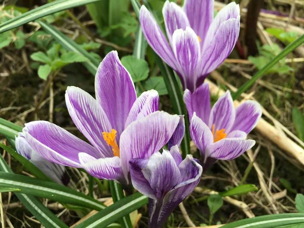 Lilac Κρόκους Αυξάνεται Στο Γκαζόν Στις Αρχές Της Άνοιξης — Φωτογραφία Αρχείου