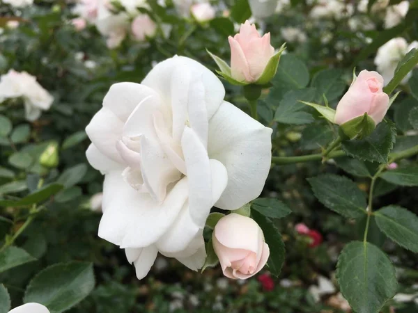 Bush Beautiful White Roses Garden — Stock Photo, Image