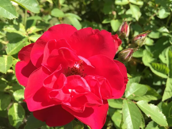 Beautiful Scarlet Rose Flower Blossoming Backdrop Dense Foliage Park — Stock Photo, Image