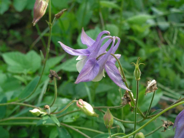 Lonely Large Purple Aquilegia Flower Garden Surrounded Buds Background Greenery — Stock Photo, Image