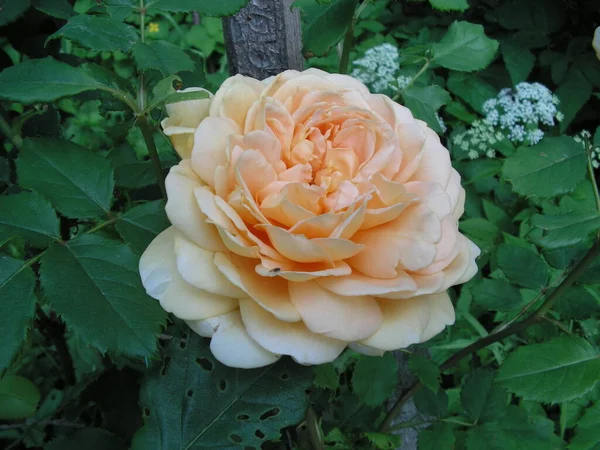 Beautiful Peach Rose Garden Background Dense Green Foliage — Stock Photo, Image