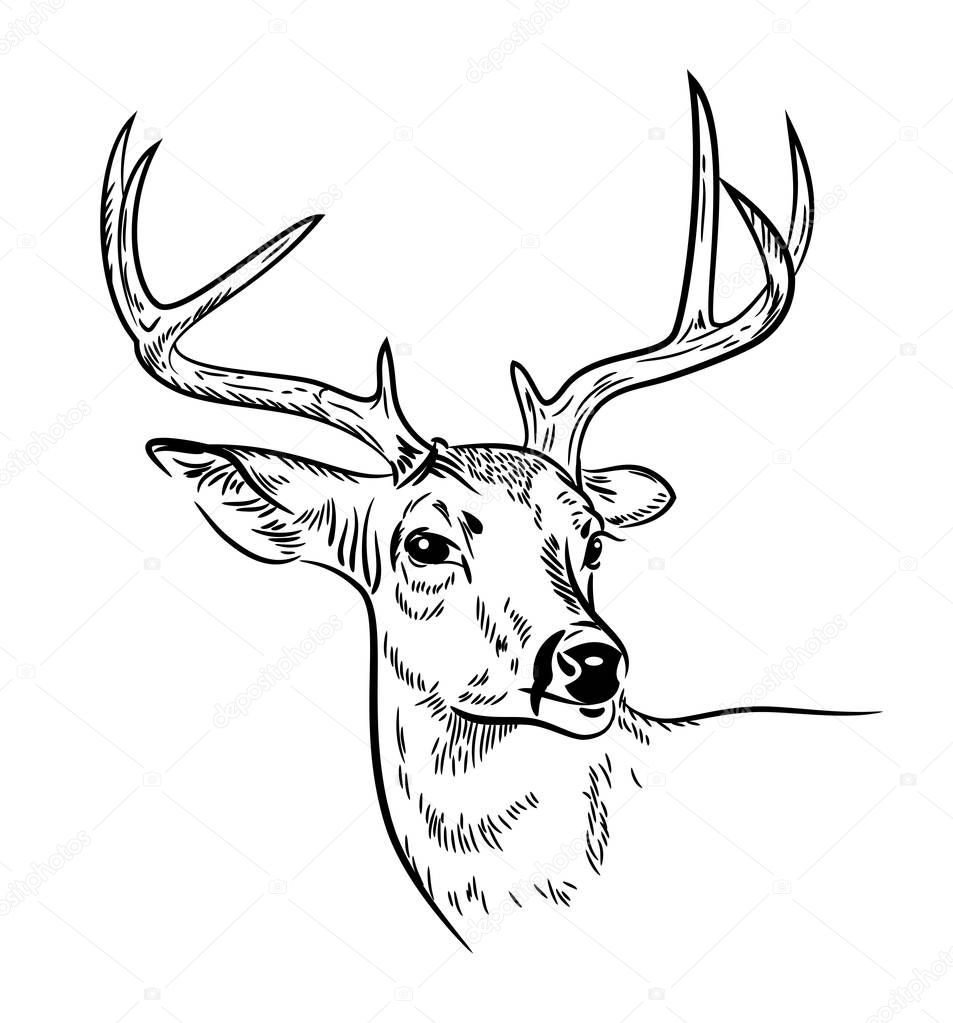 Deer with branched horns, drawn by hand, doodle styledrawing lines, engraving