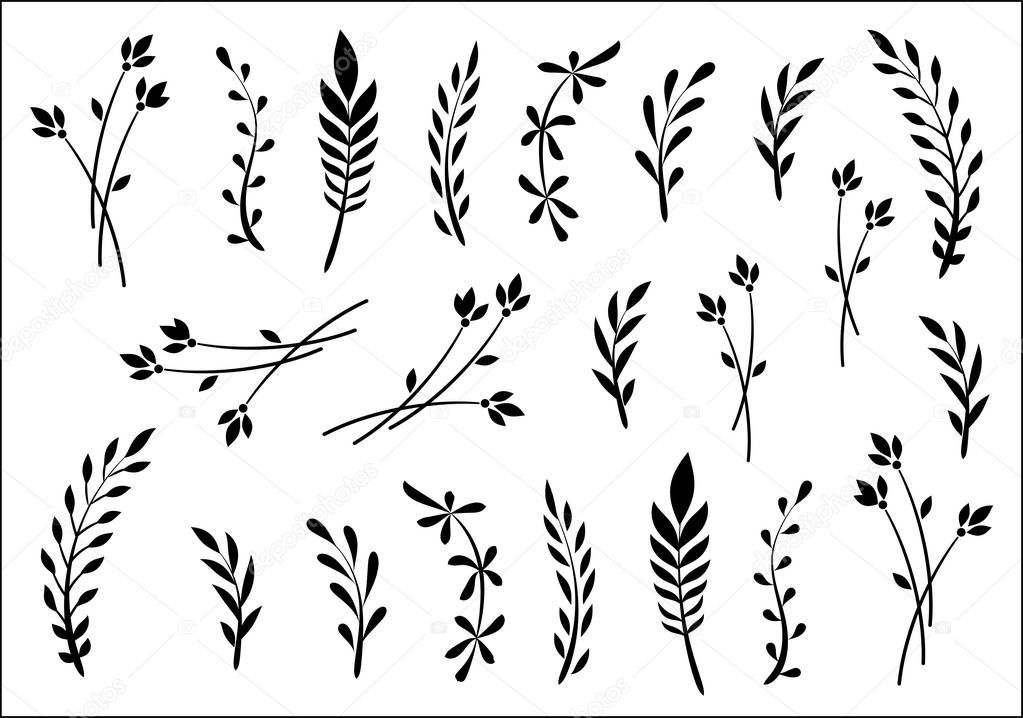 Collection of herbs and leaves, drawn by hand, sketch