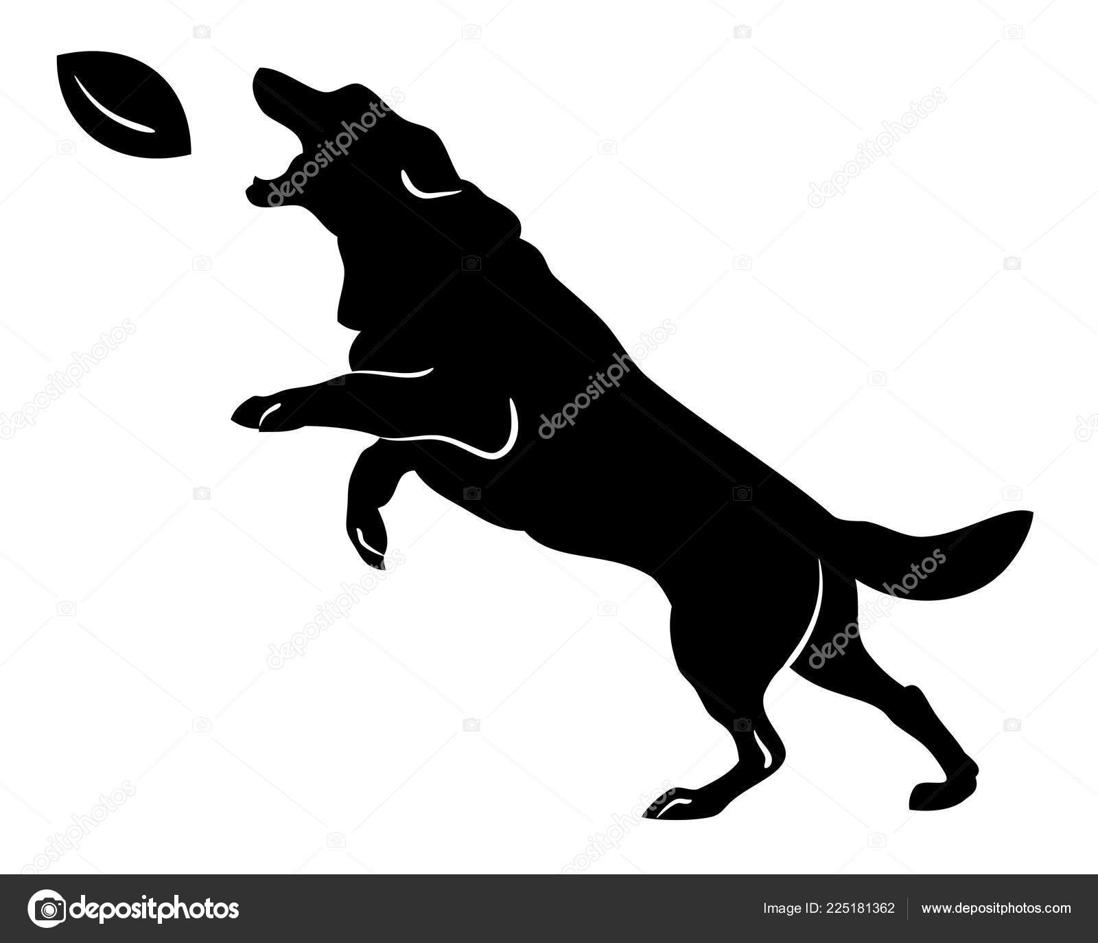 dog rugby ball