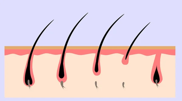 Mänsklig Hudstruktur Ett Snitt — Stock vektor