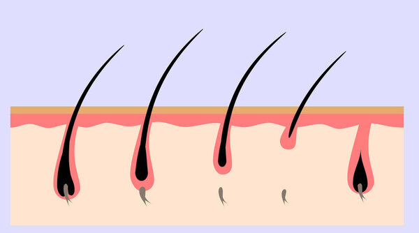 human skin structure in a cut